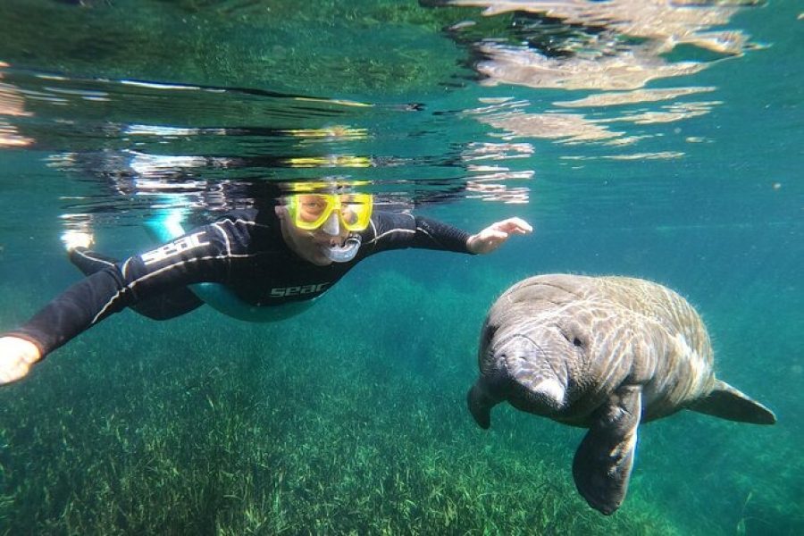 Manatee Tour